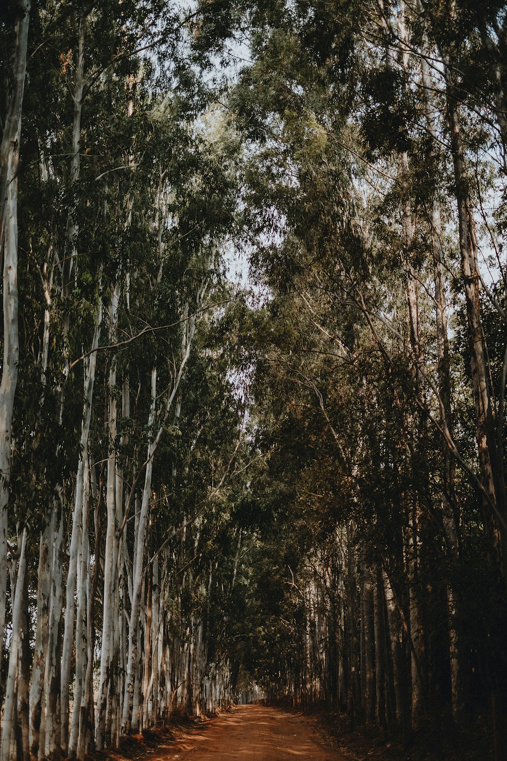 a dirt road surrounded by tall trees