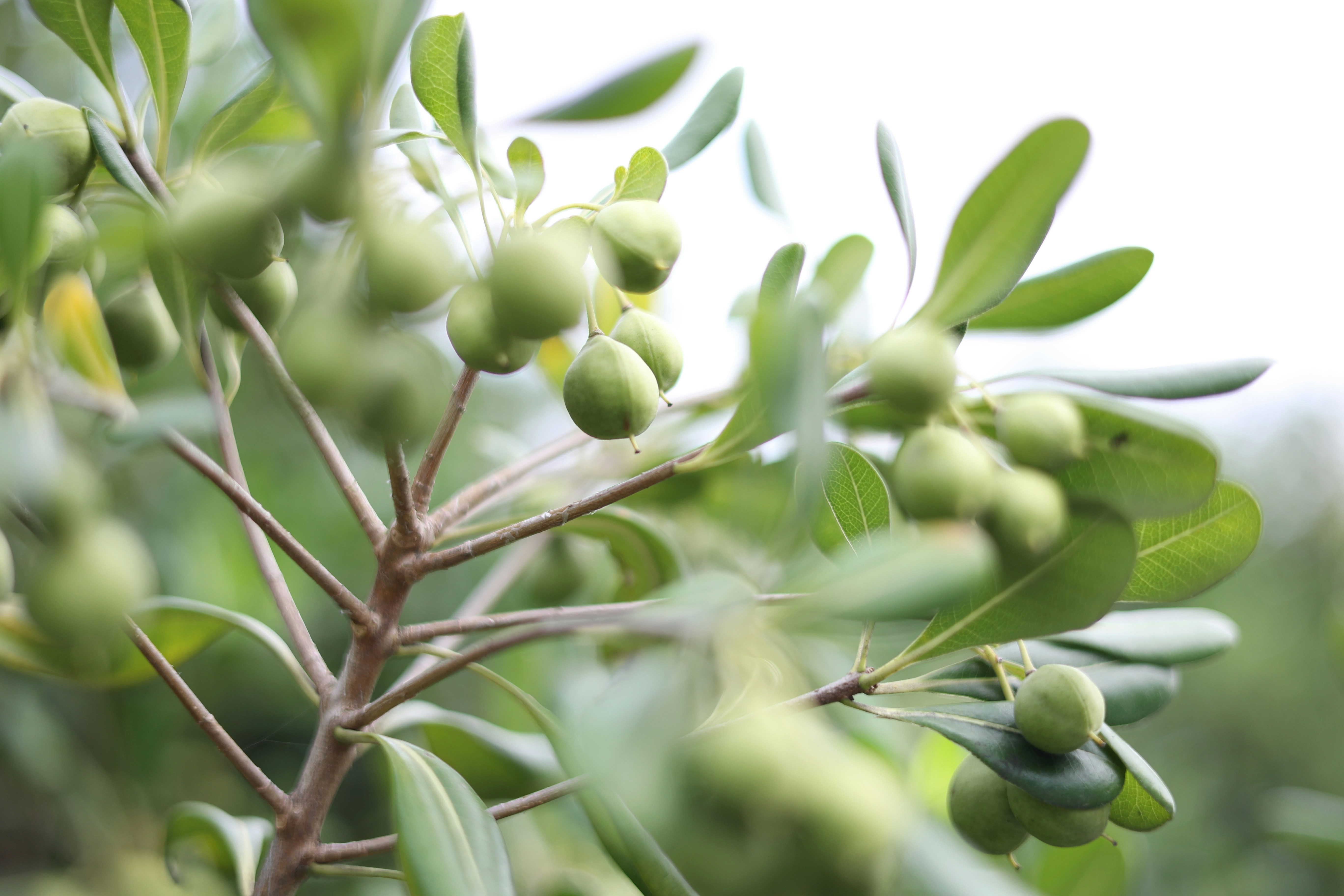 China Taste Olive Branch Menu