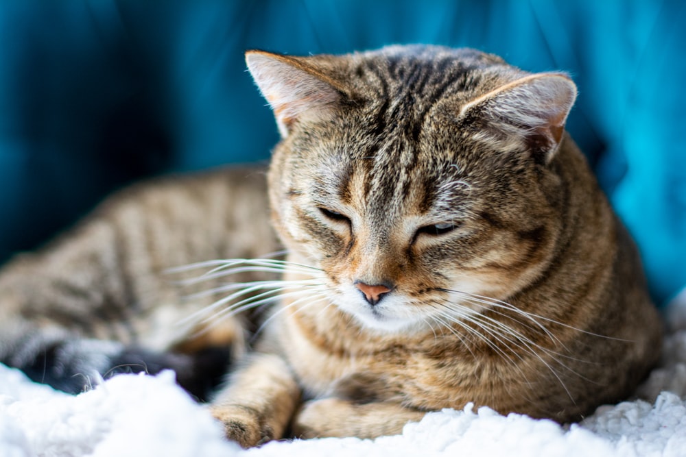 a cat is laying down on a blanket