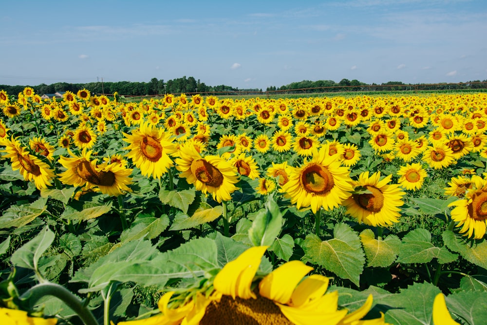 a large field of sunflowers on a sunny day