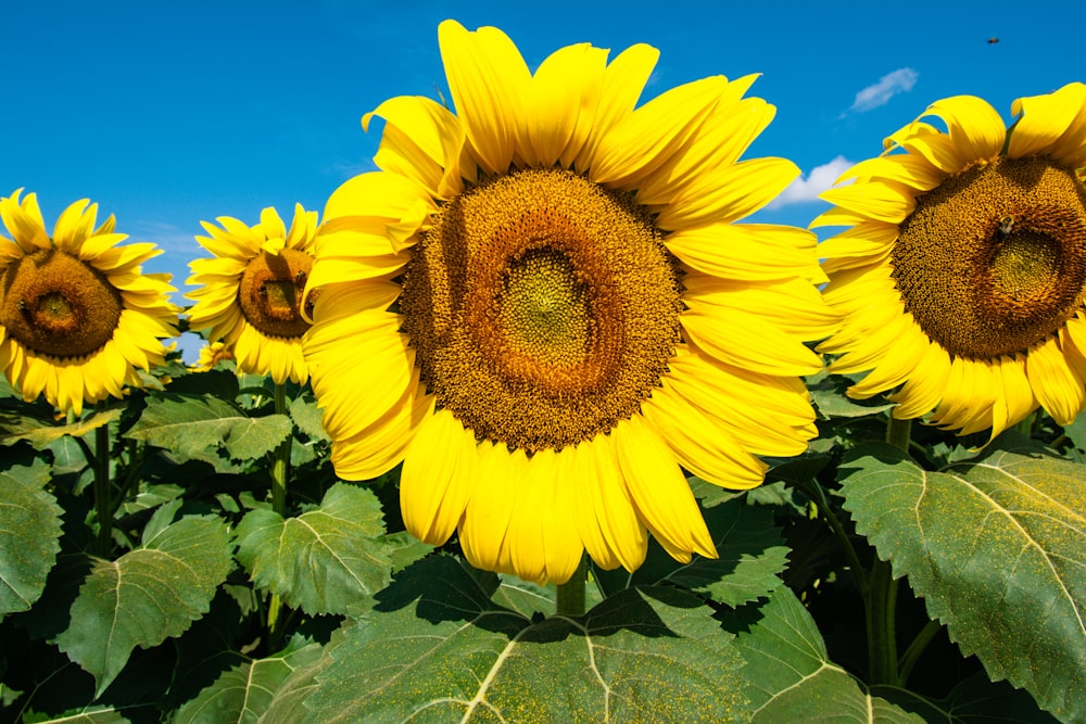 a field of sunflowers with a blue sky in the background