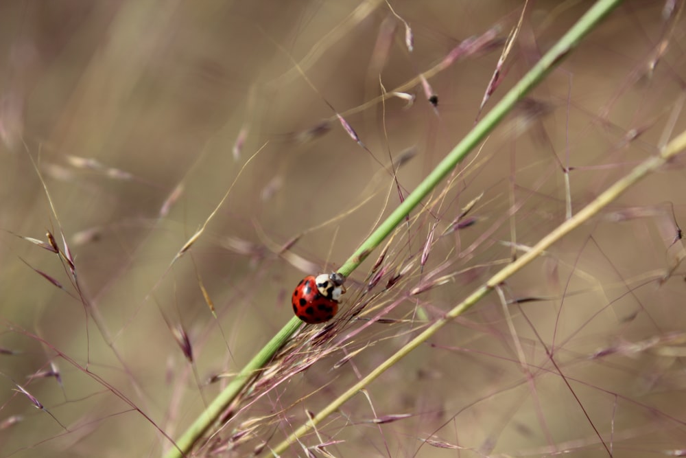 a lady bug sitting on top of a green plant