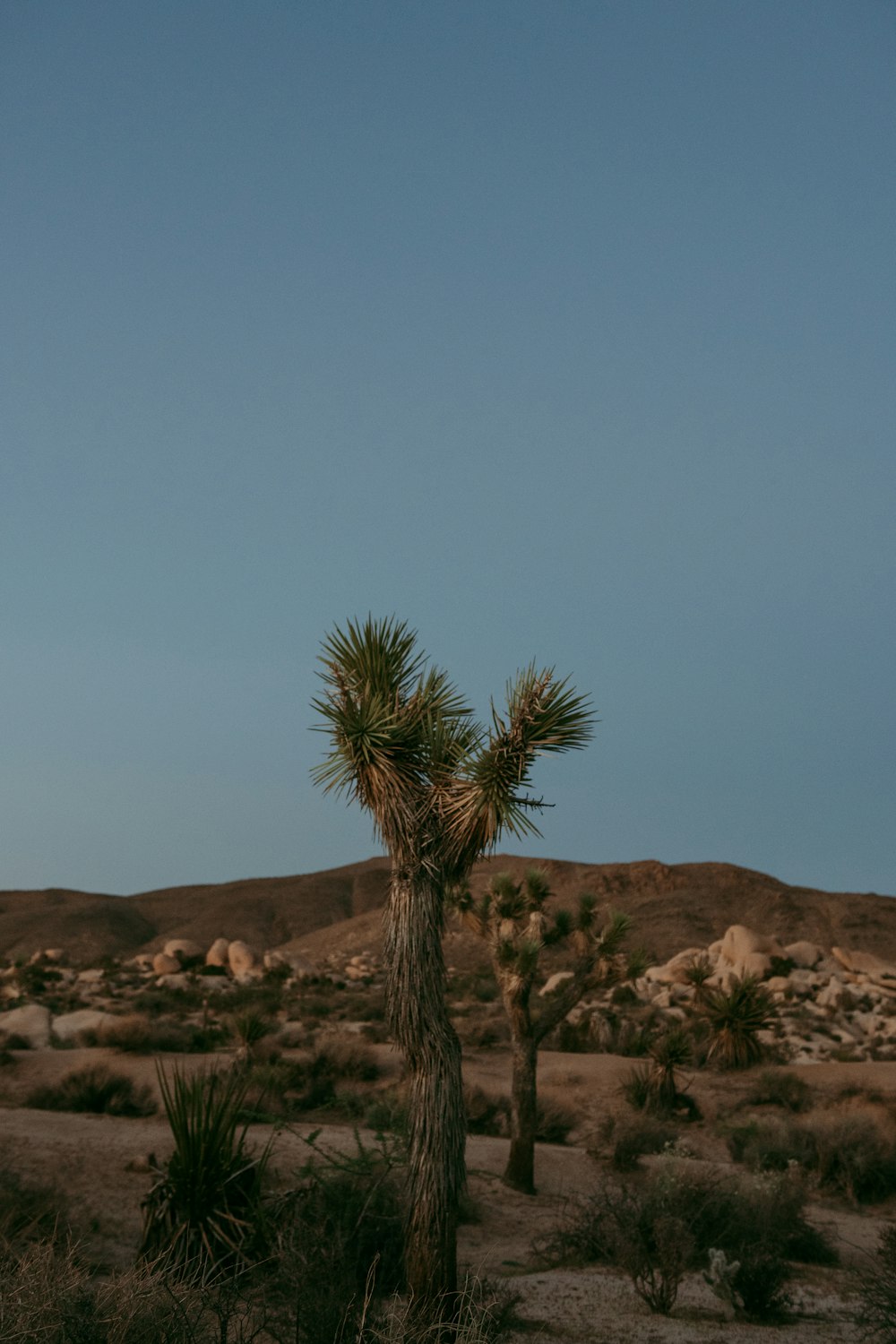 a palm tree in the middle of a desert