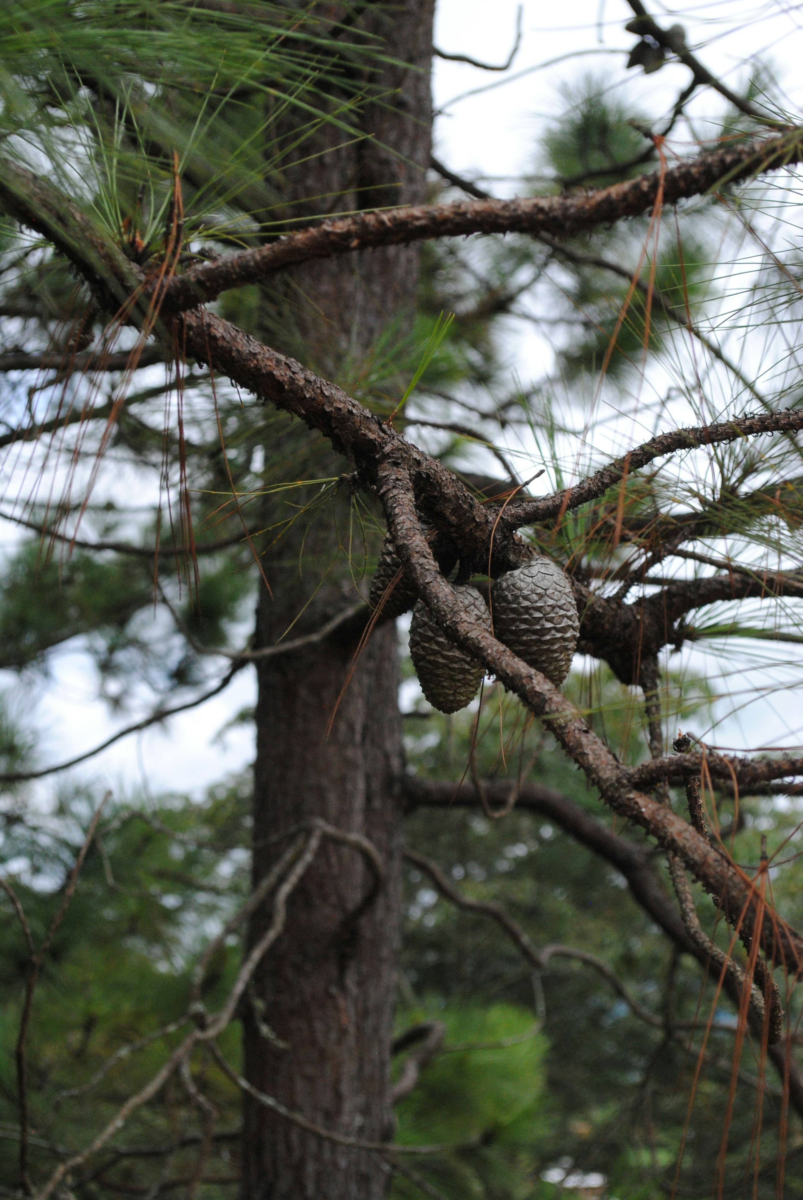 Photo by curiousjorge