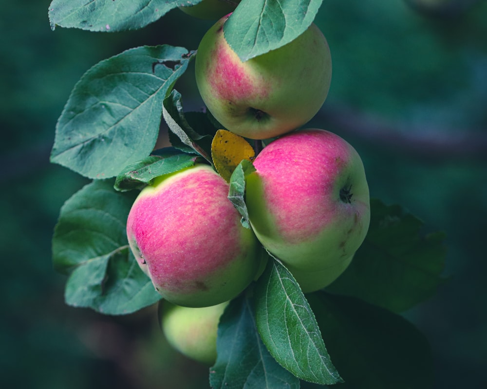 a close up of apples on a tree branch