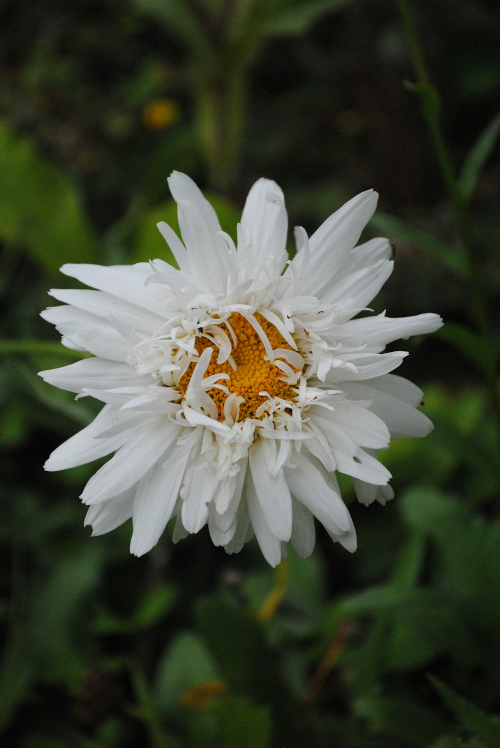 a white flower with a yellow center surrounded by green leaves