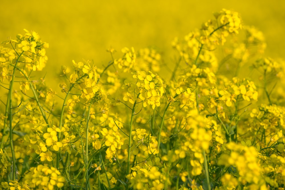 a field full of yellow flowers in the middle of the day