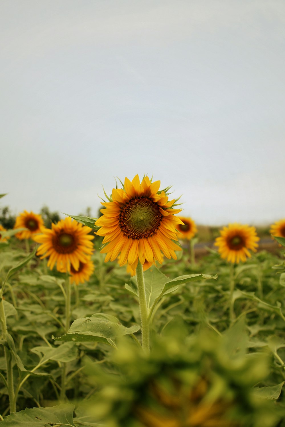 a field of sunflowers with a sky background