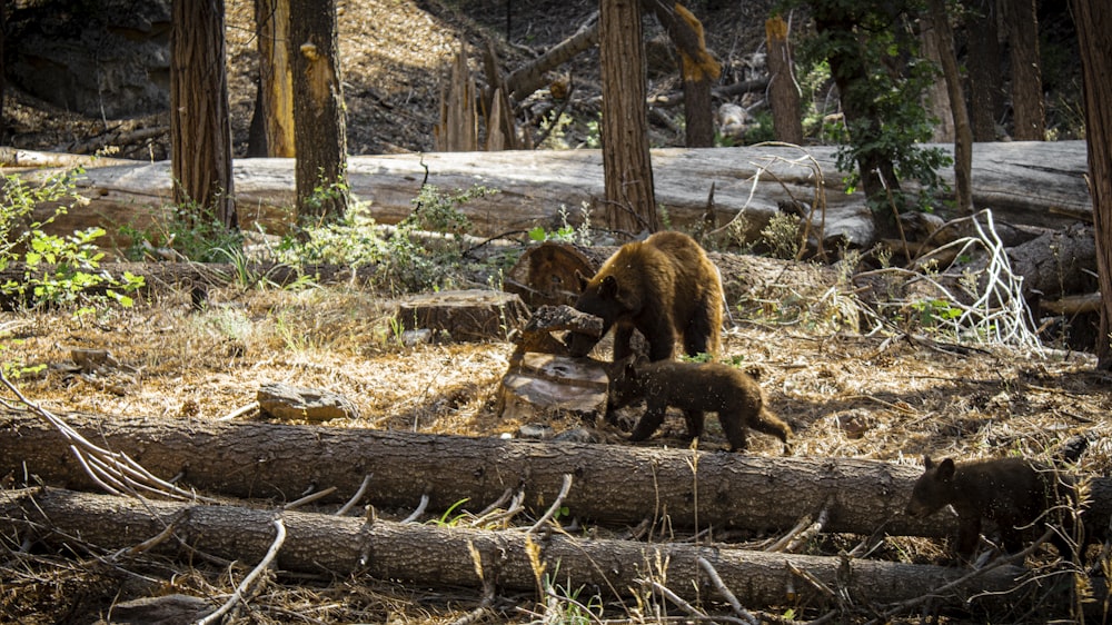 a mother bear and her two cubs playing in the woods