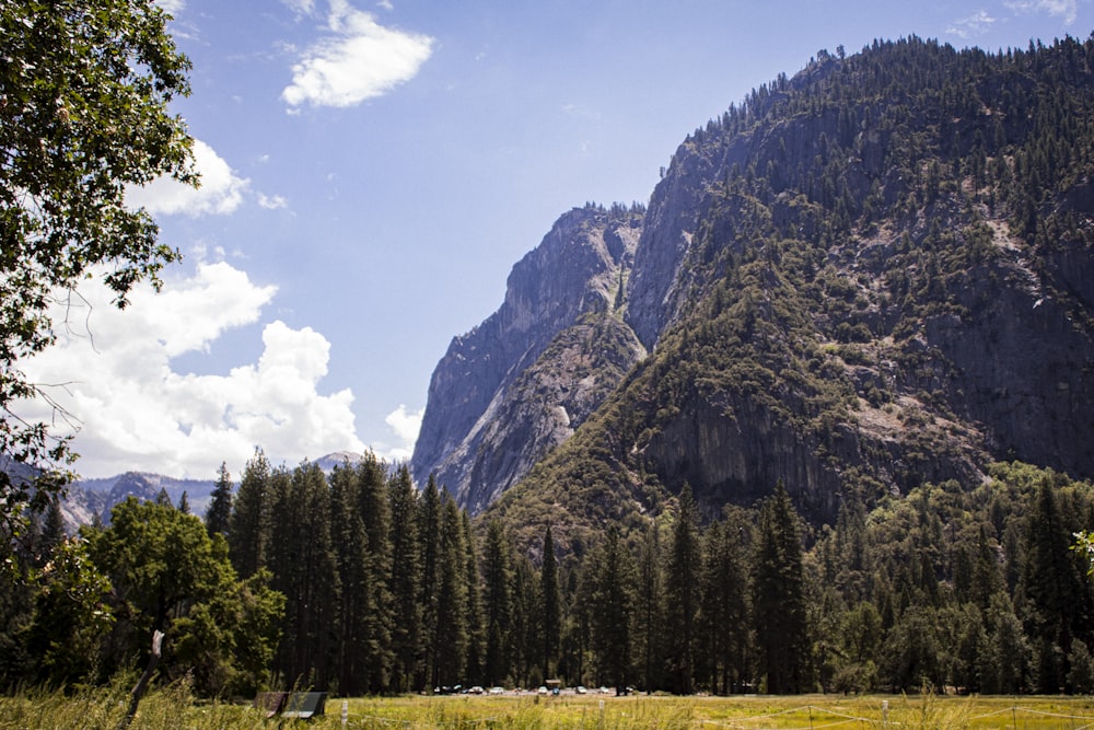 a scenic view of a mountain with trees and grass