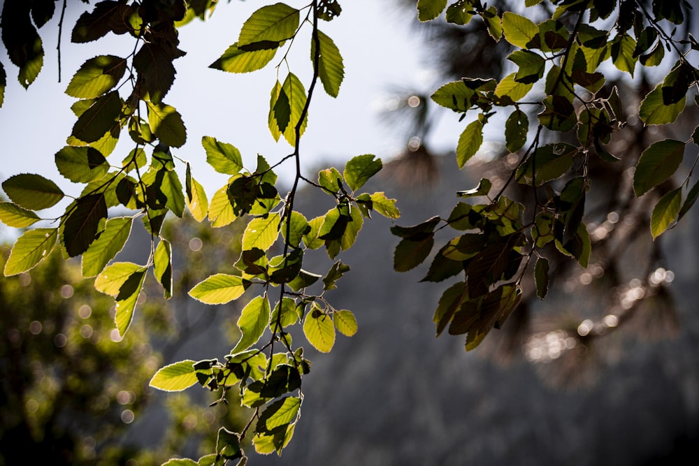 a tree branch with green leaves and a building in the background