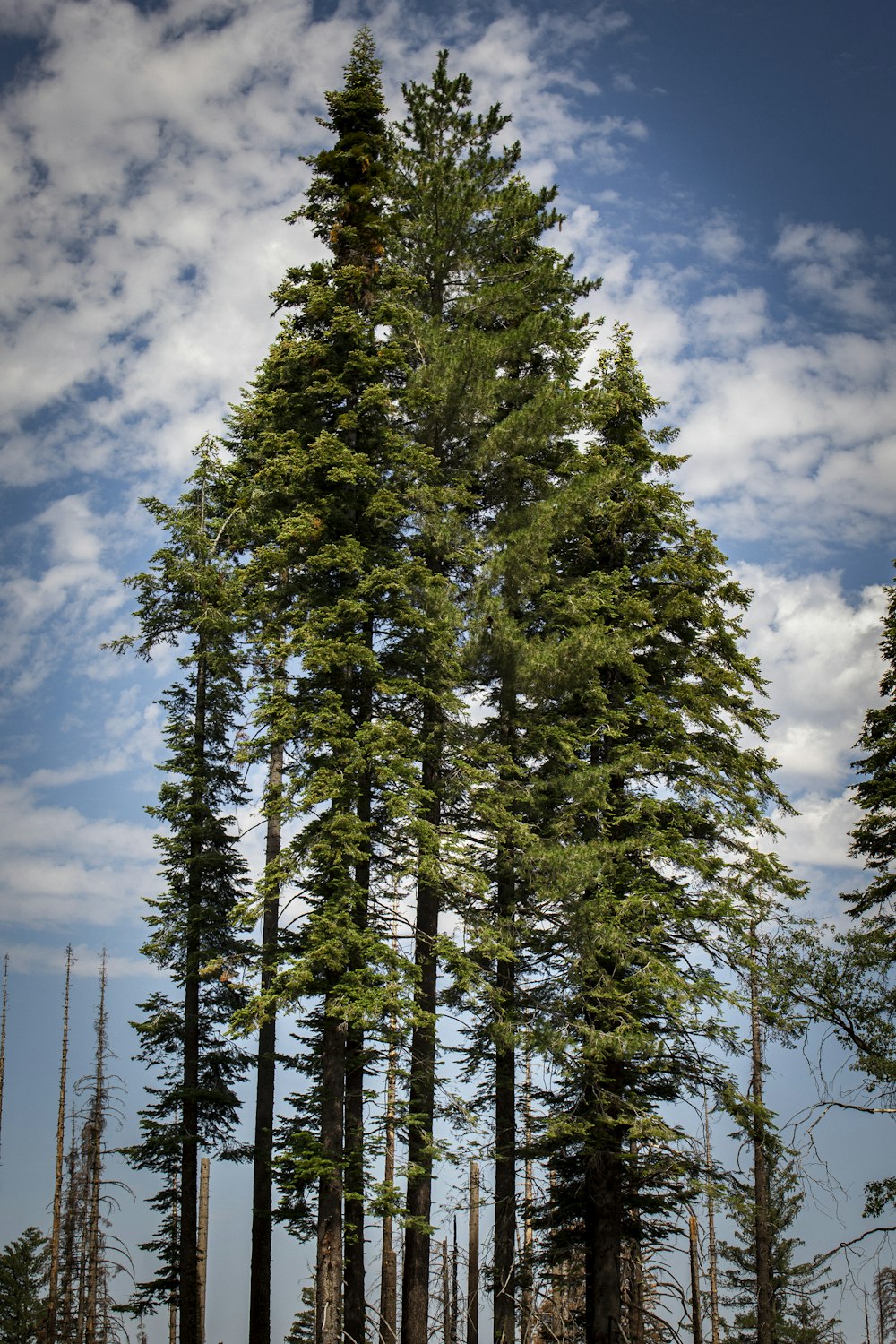 a group of tall trees sitting in the middle of a forest