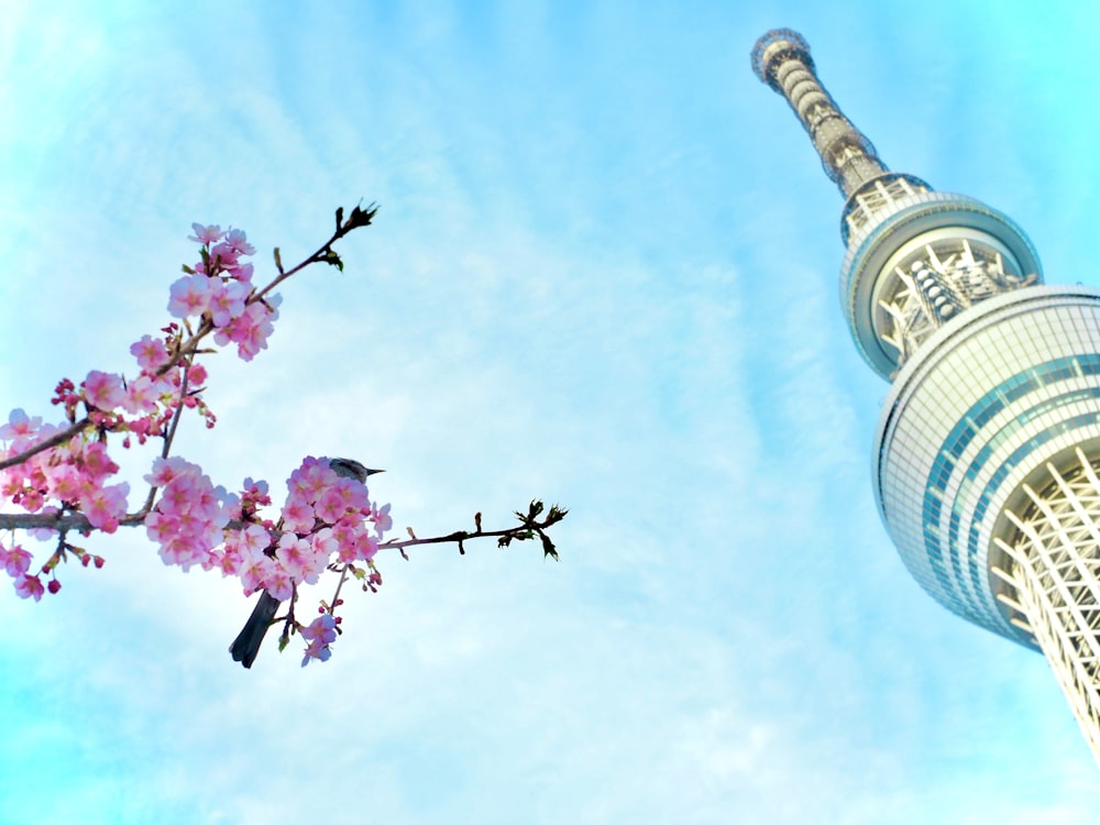 a bird sitting on a branch of a cherry blossom tree in front of a tall