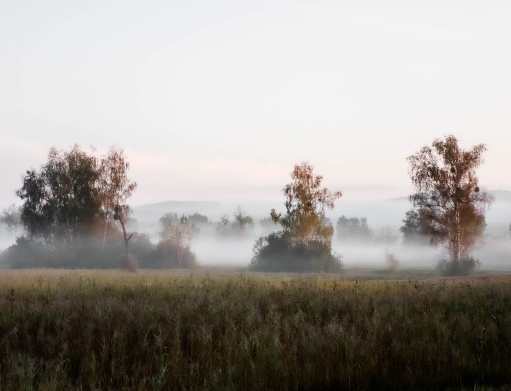 a foggy field with trees in the distance