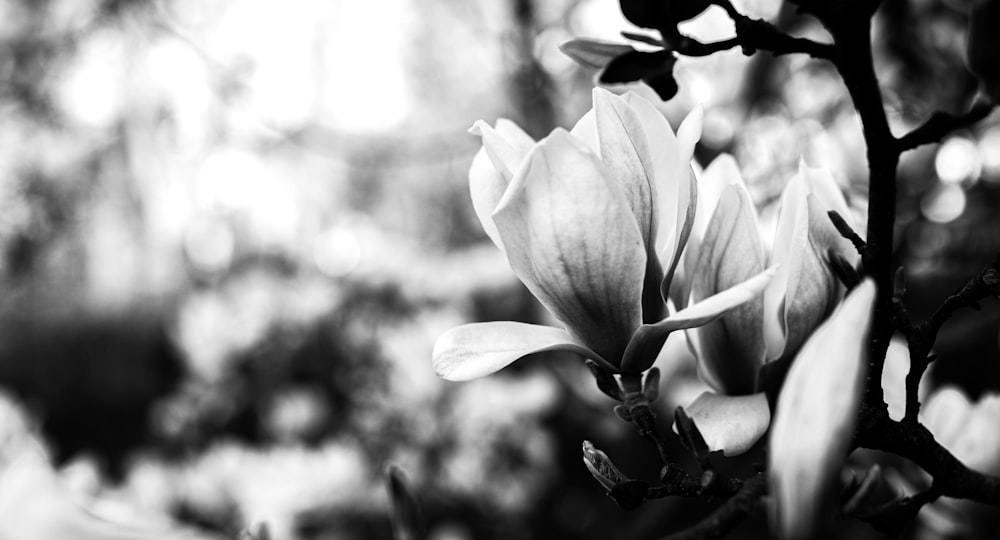 uma foto em preto e branco de uma flor
