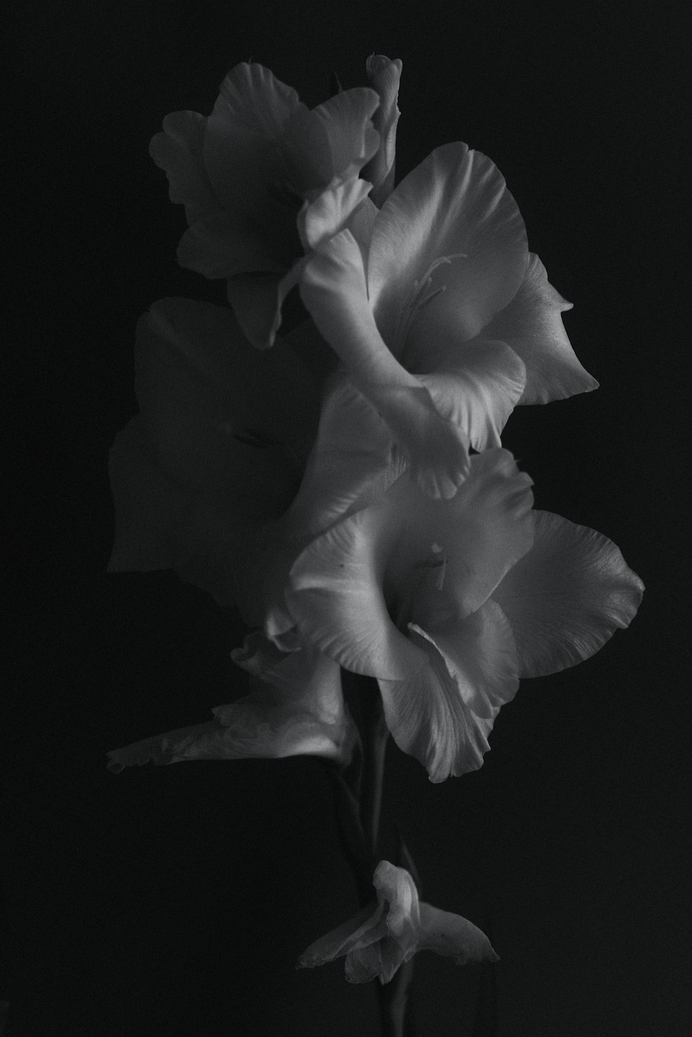 2つの花の白黒写真