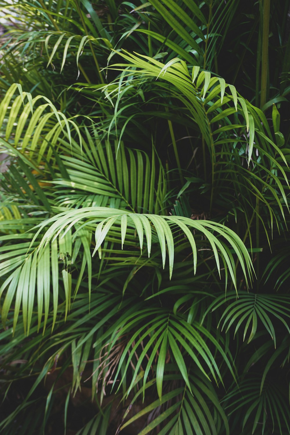 a close up of a plant with lots of leaves