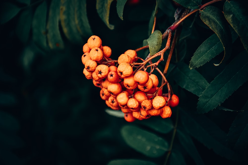 a bunch of berries hanging from a tree