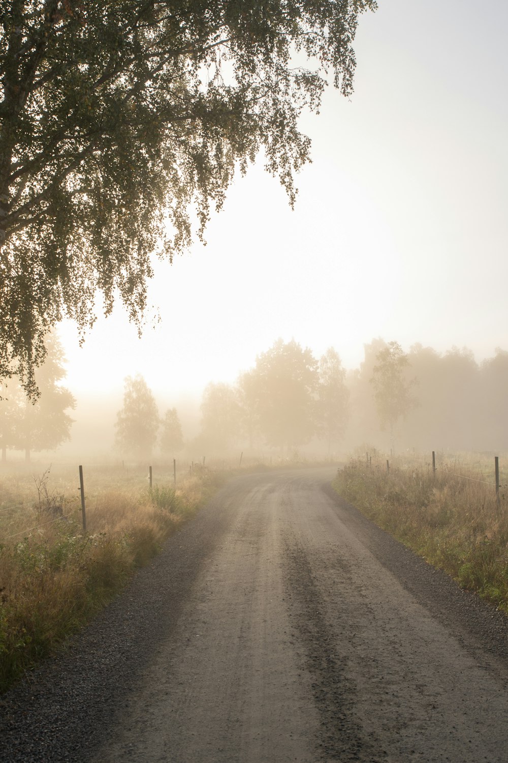 a foggy country road with a tree in the foreground
