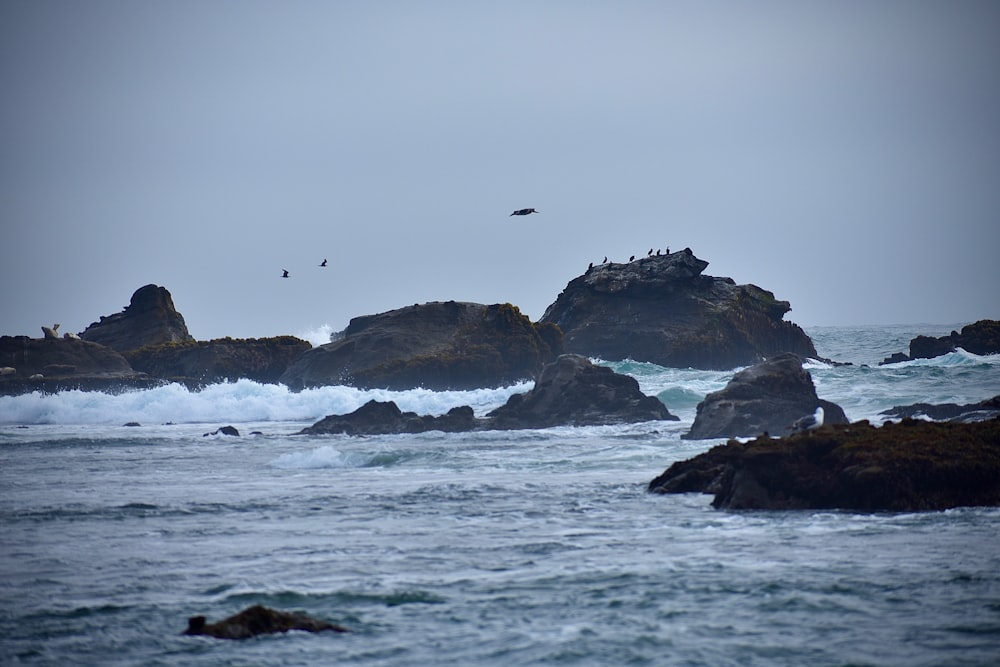 a group of birds sitting on top of rocks near the ocean