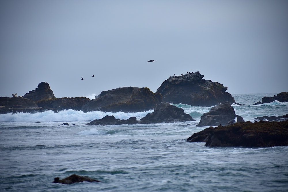 Un grupo de pájaros sentados en la cima de las rocas cerca del océano