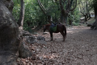 A friendly guide standing beside a horse in a sunlit forest clearing.