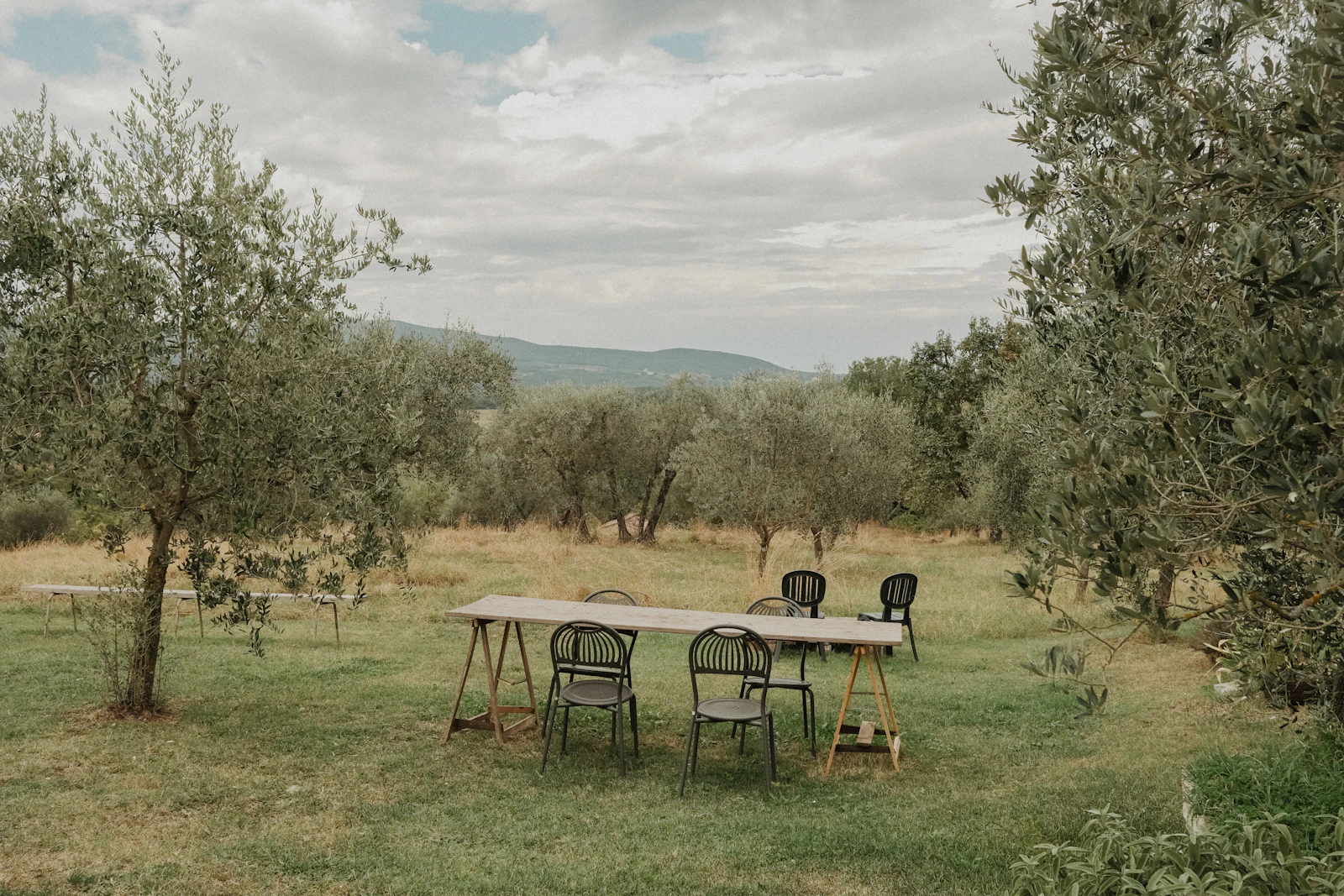 A table and chairs set out under olive trees