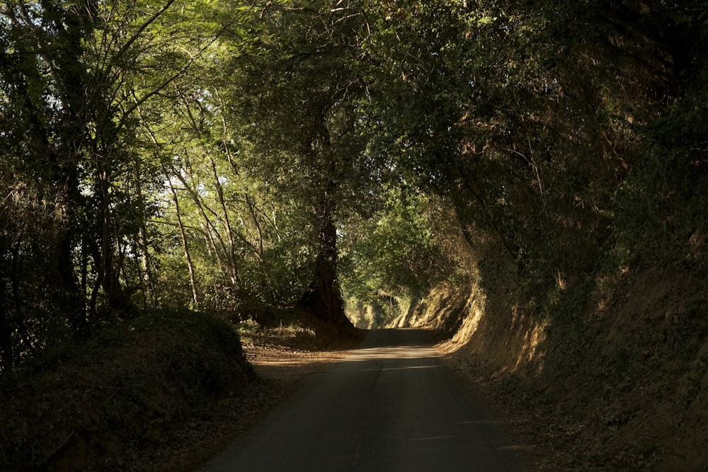 a narrow road with trees on both sides