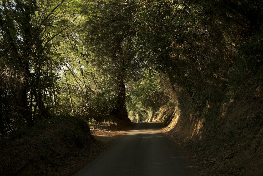 uma estrada estreita com árvores de ambos os lados