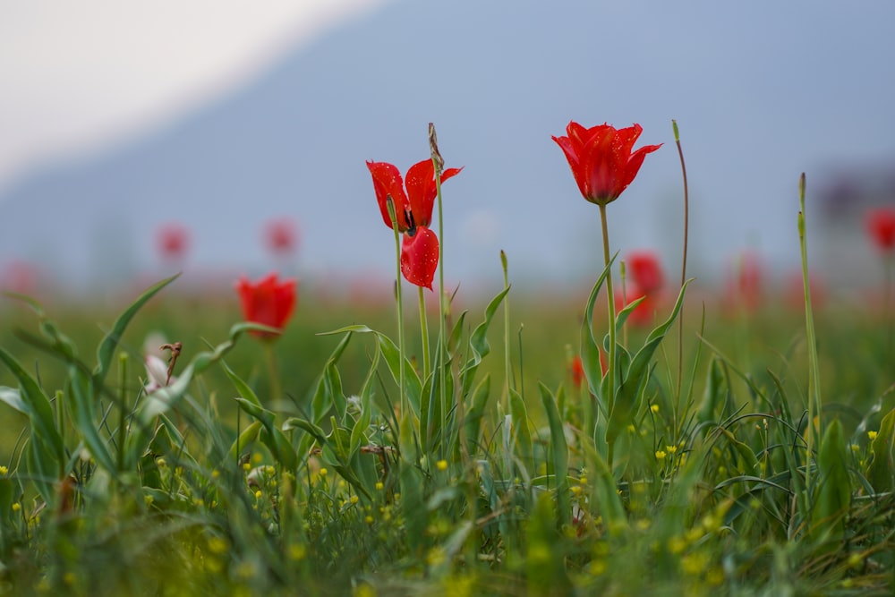 a field of red flowers with a mountain in the background