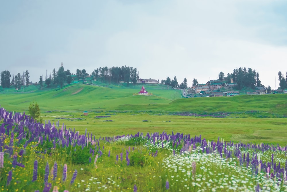 a field of wildflowers and a house on a hill