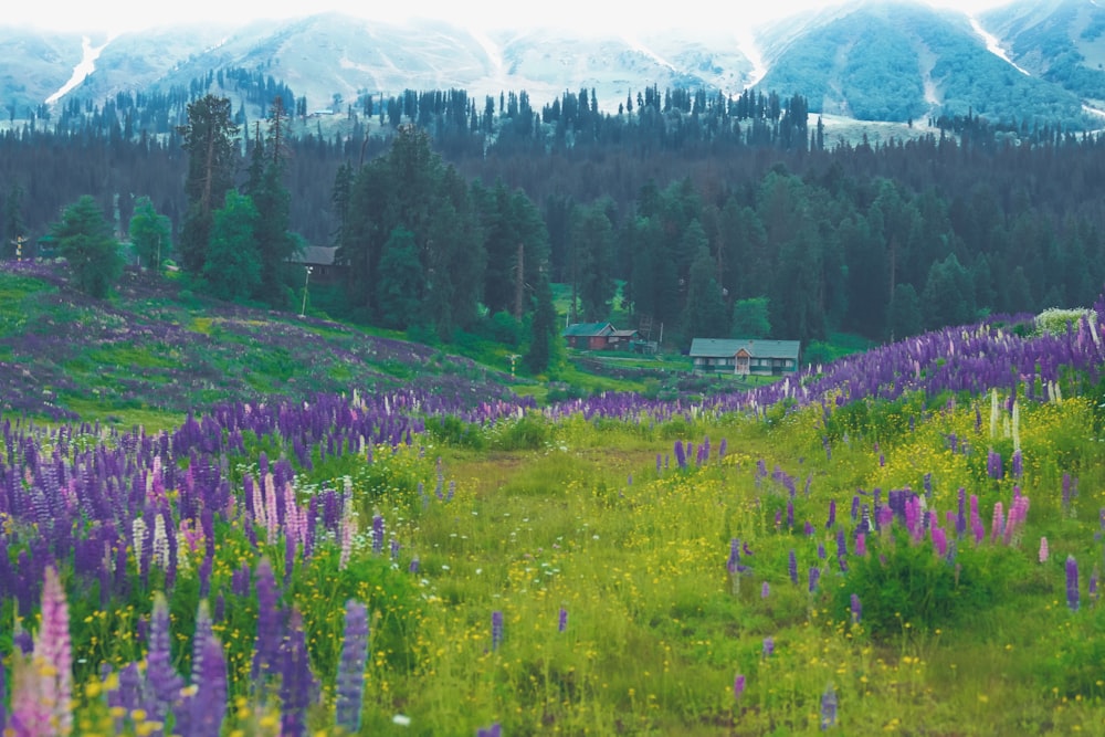 Un campo di fiori selvatici di fronte a una catena montuosa