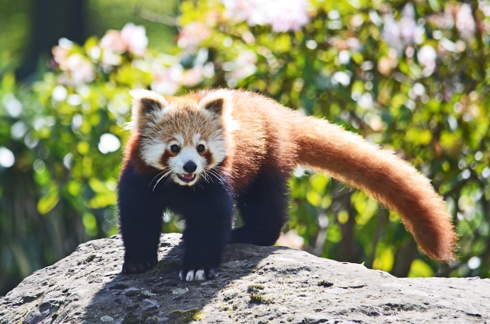 a red panda cub walking on a rock