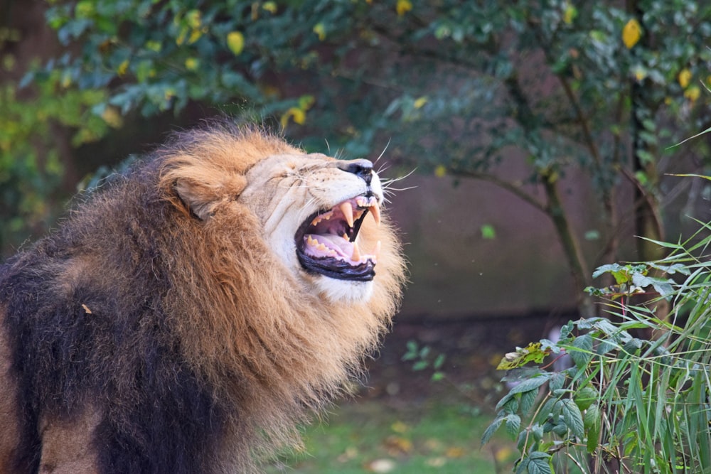 a lion with its mouth open and it's mouth wide open