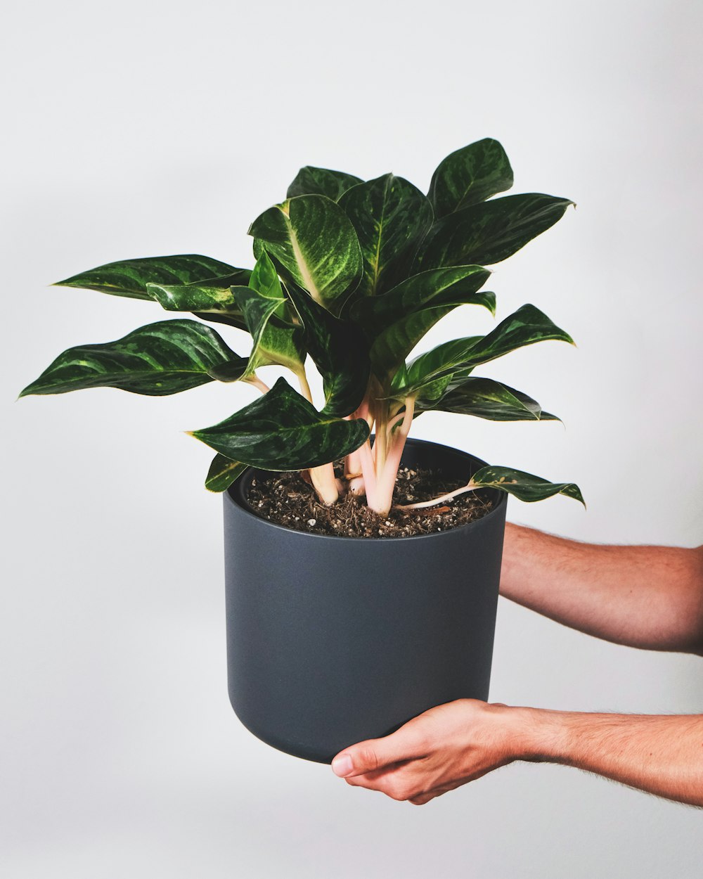 a person holding a potted plant in their hand