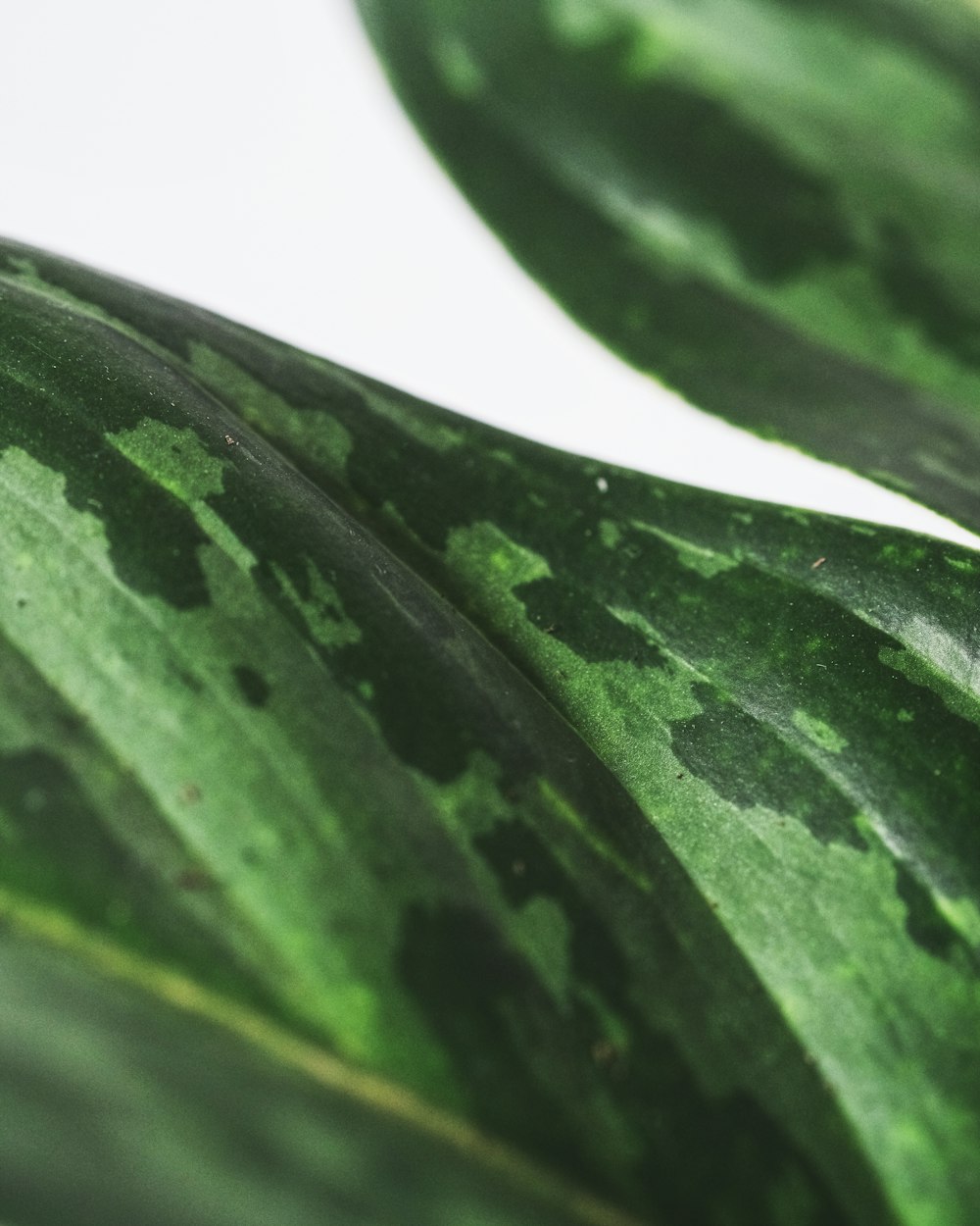 a close up of a green leaf with black spots