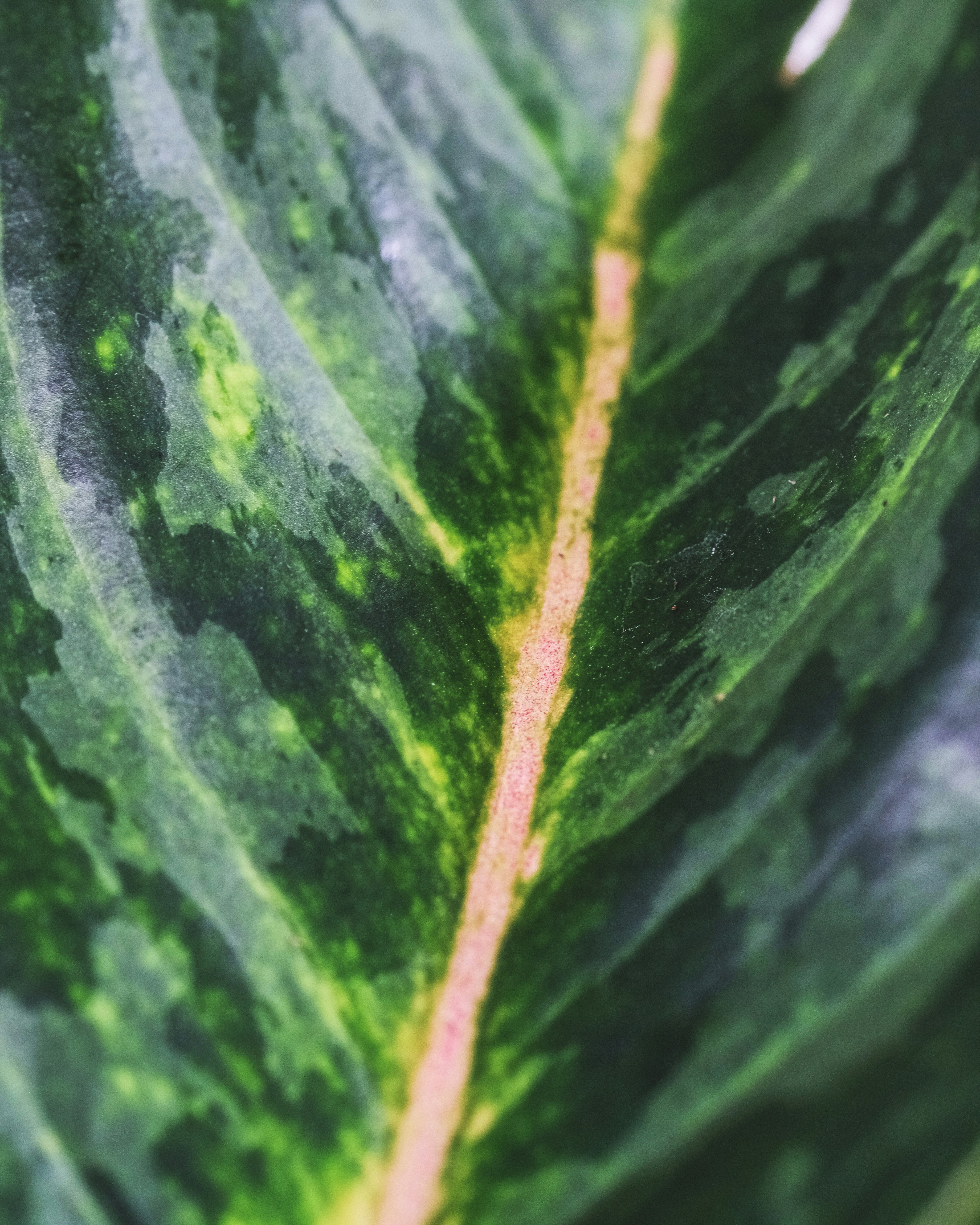 Yes Yes Playground Song | @CoComelon Nursery Rhymes  Kids Songs