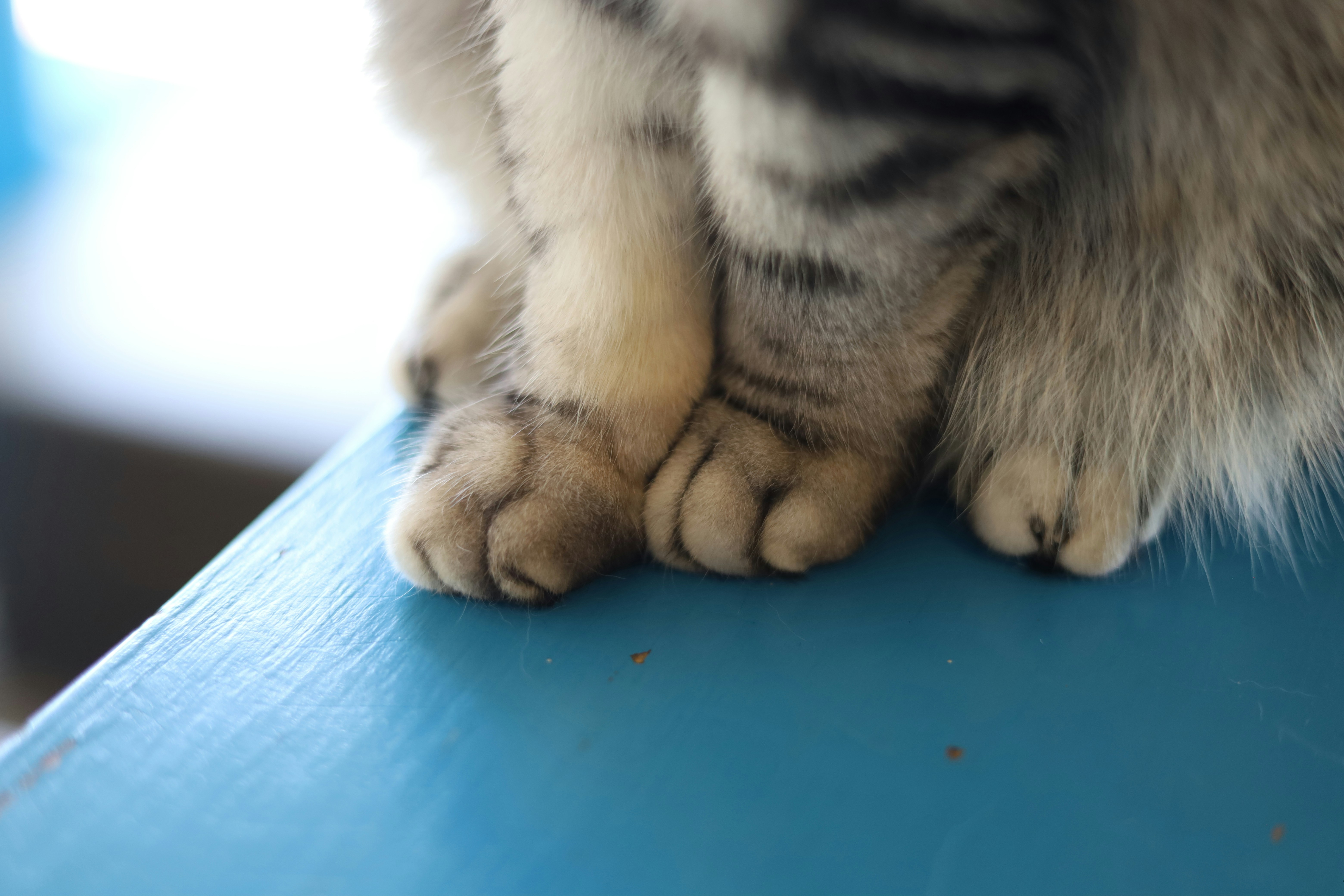 Paws and Kneads (image credits: unsplash)