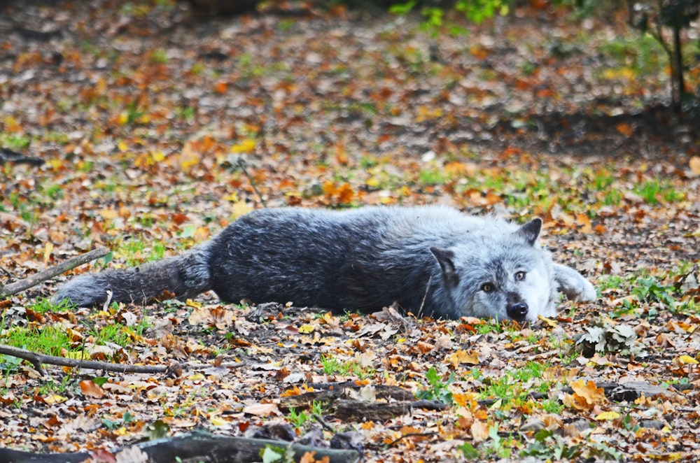 a wolf laying in the middle of a forest