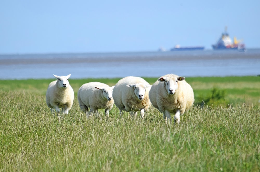a group of sheep standing on top of a lush green field