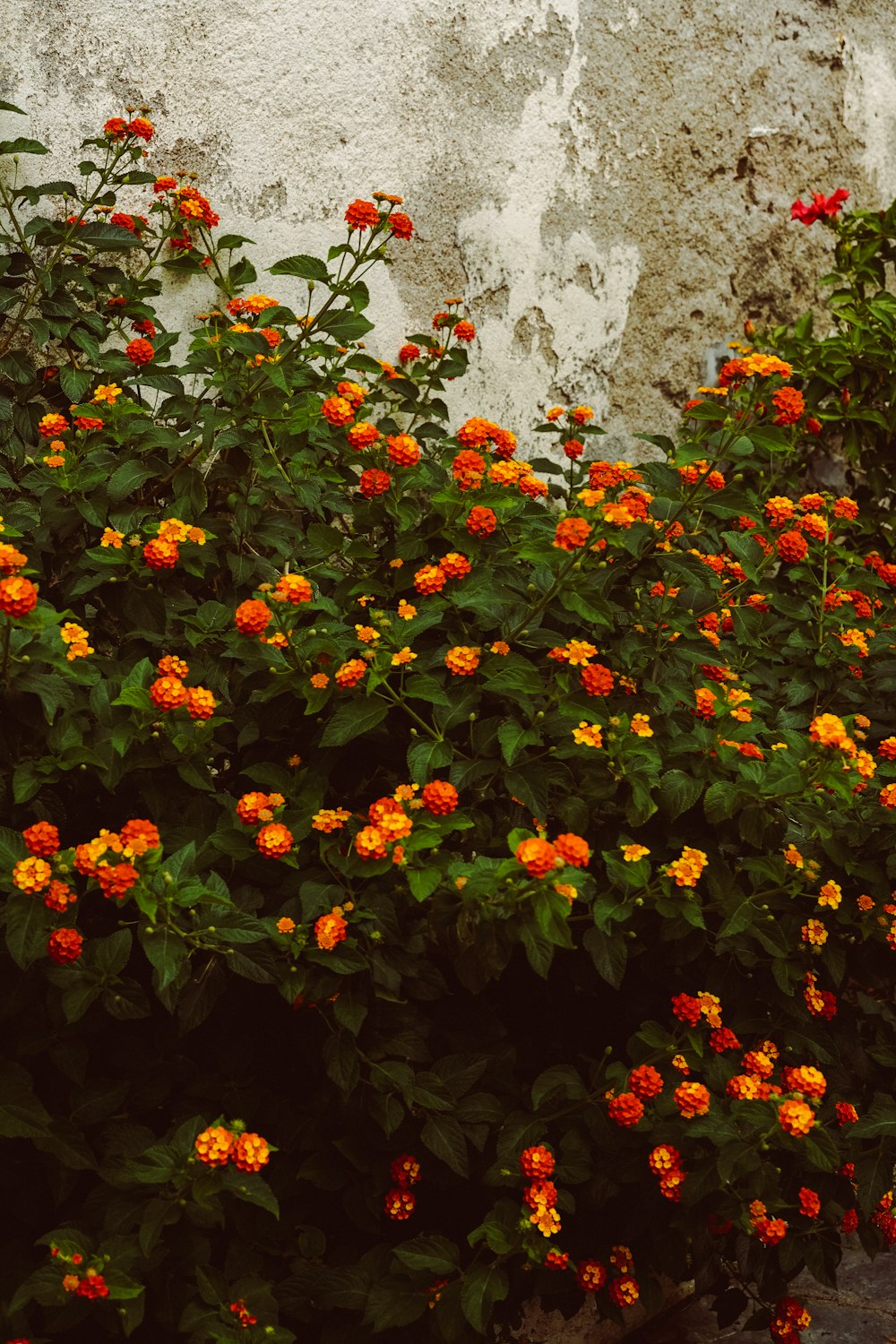 a bunch of flowers that are next to a wall