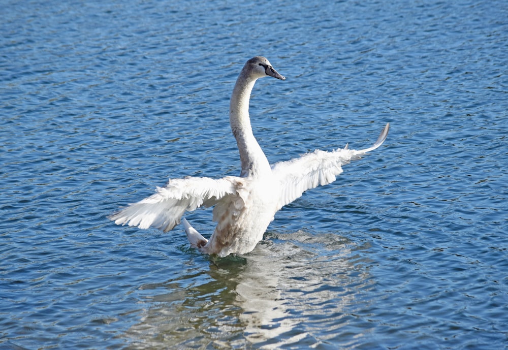 a swan flaps its wings in the water