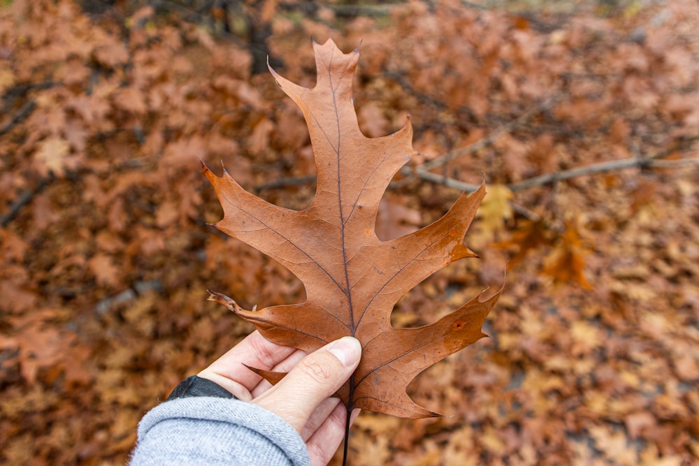 a person holding a leaf in their hand