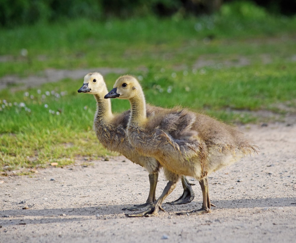 Un par de patos parados en la cima de un camino de tierra