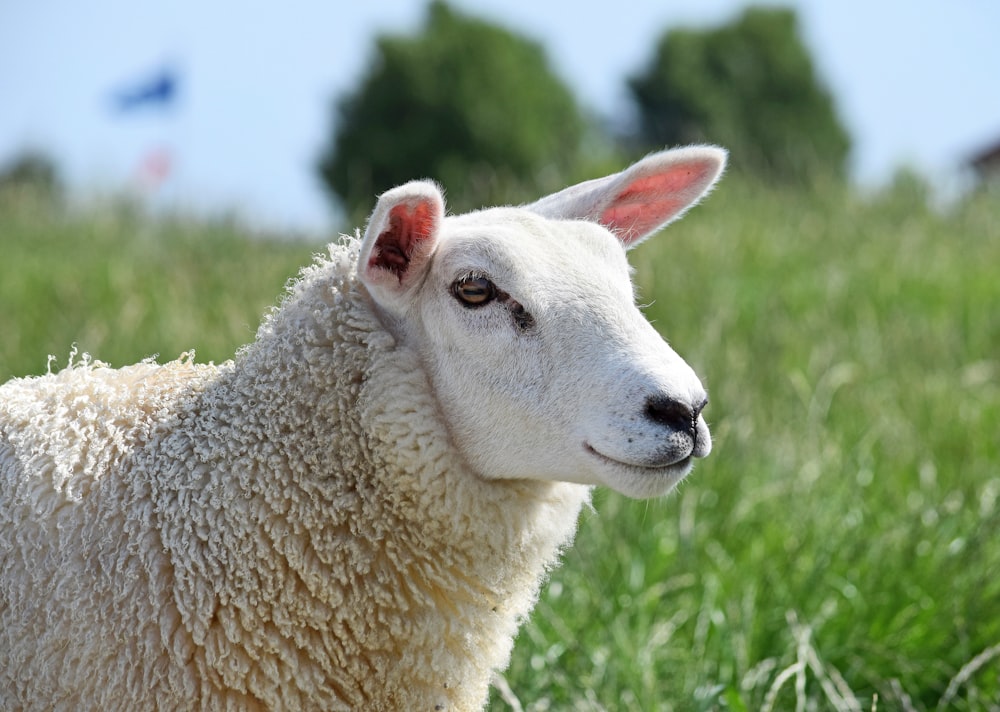 a close up of a sheep in a field of grass