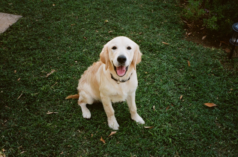 a dog sitting in the grass with its tongue out