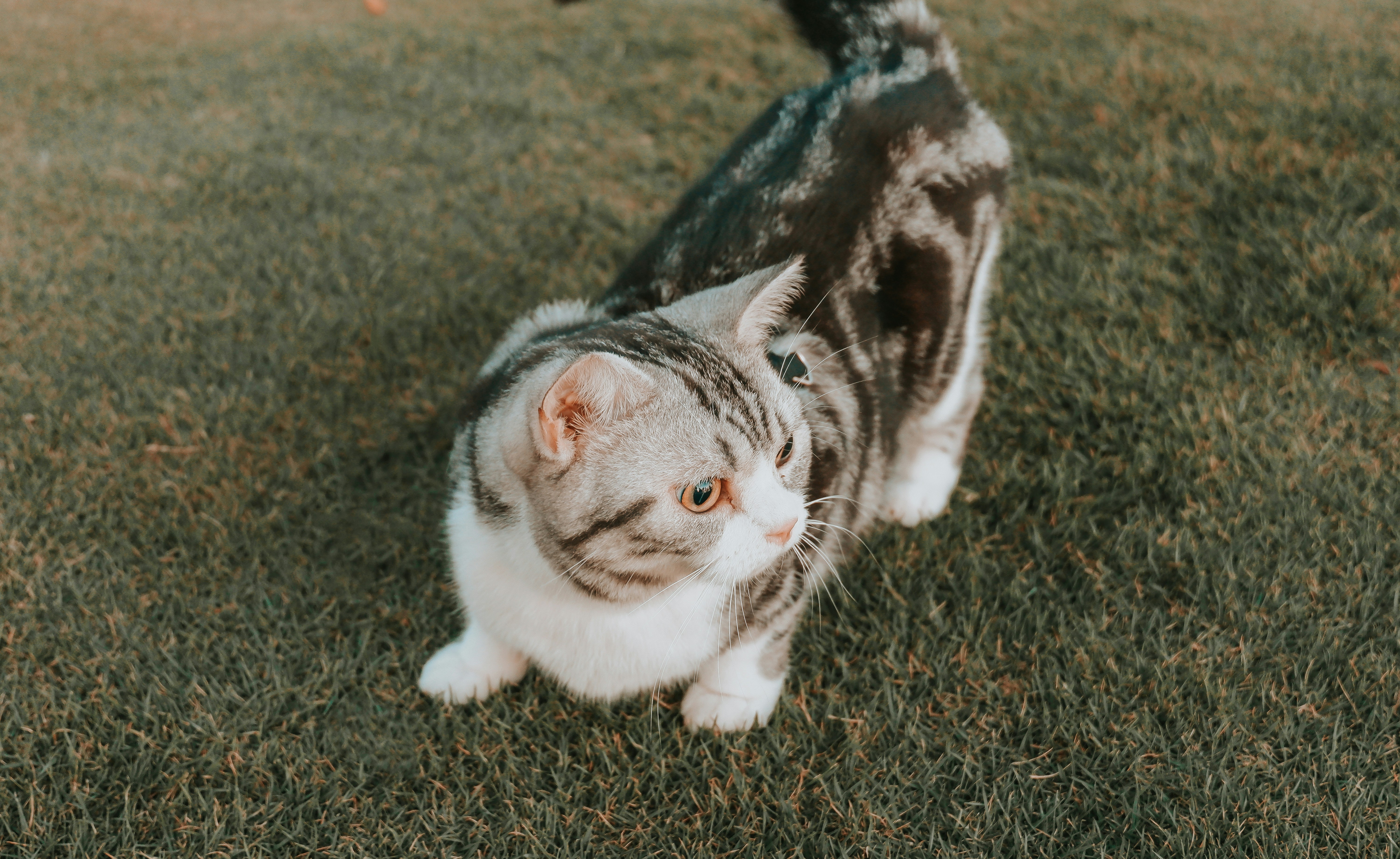 Flat-Headed Cat: The Water Cat Nobody Knows (image credits: unsplash)