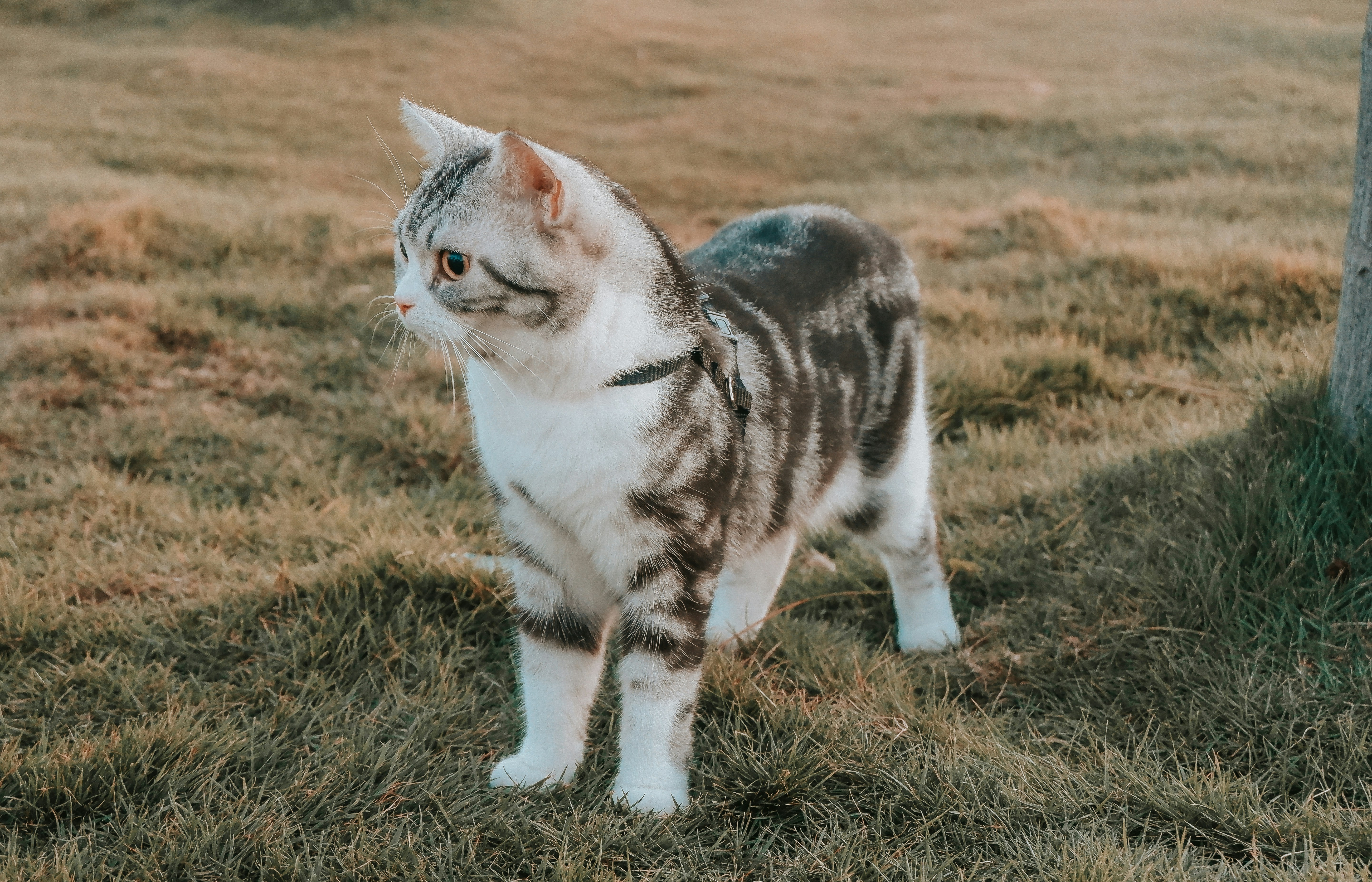 a gray and white cat standing next to a tree