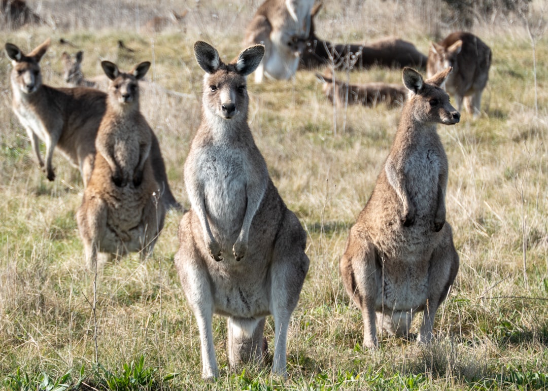 a group of kangaroos standing in a field