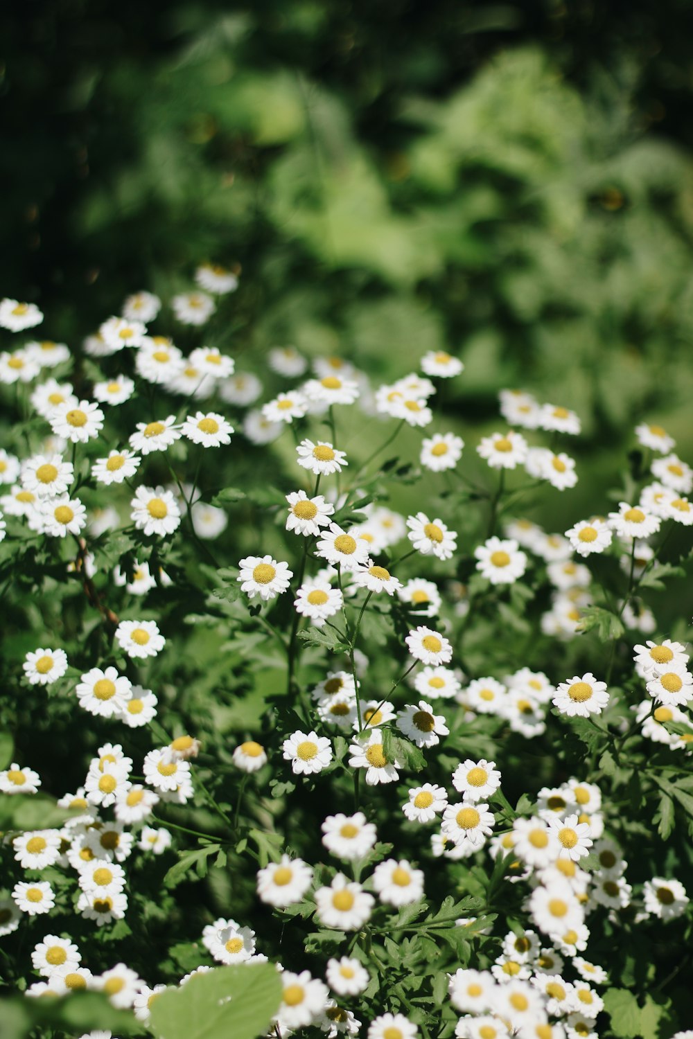 a field full of white daisies and green leaves